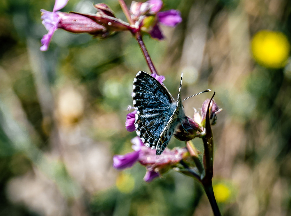 Kalliosinisiipi. ©Charlotta Berlin