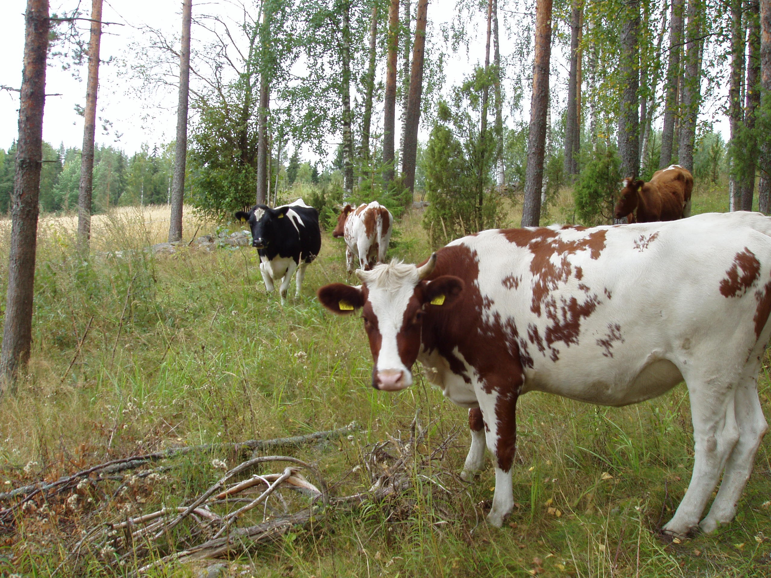 Lehmiä metsälaitumella