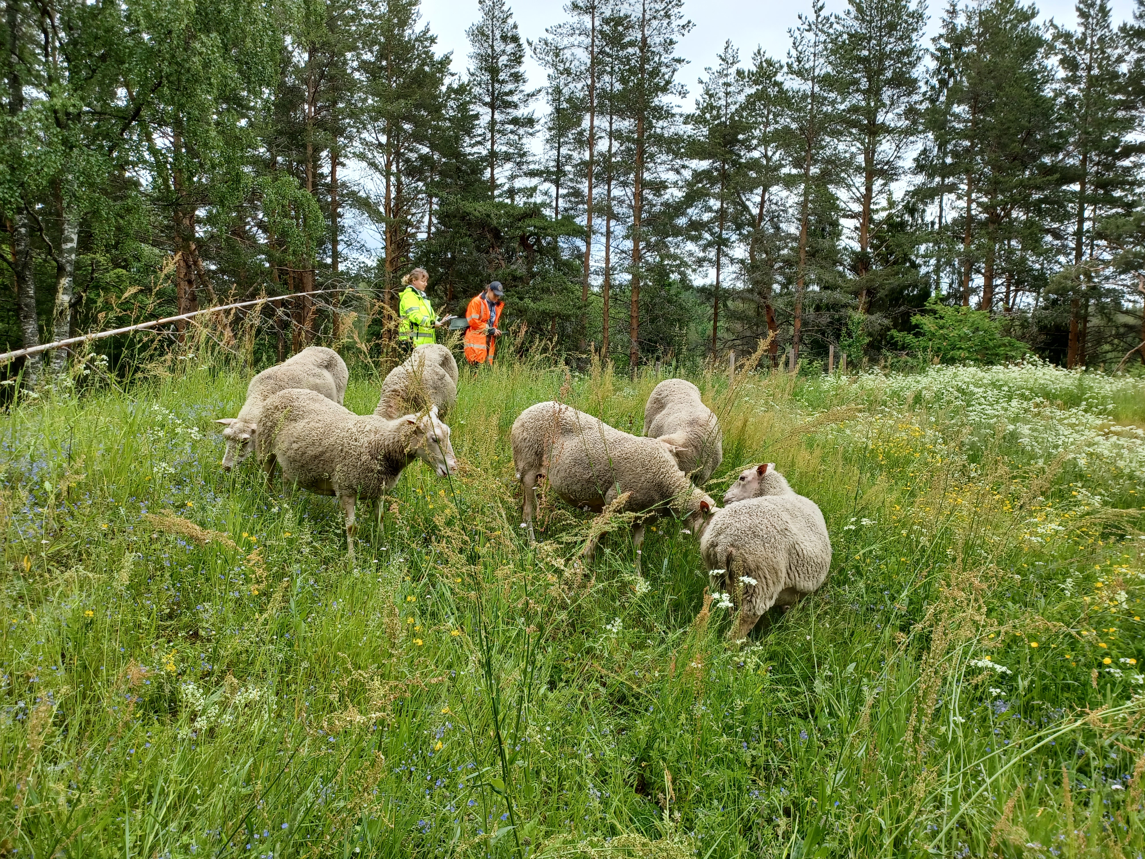 Lampaat laiduntamassa ja elyläiset inventoimassa Seppälän kalliokedolla