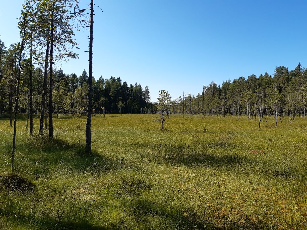 Kuva: Rämettä Talaskangas – Tavisuon monimuotoisuuskeskittymällä_Mari Jäntti