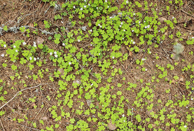 Vihreitä kasveja kasvaa ruskeassa maassa.