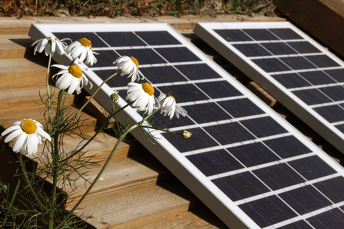 Aurinkopaneleeja, etualalla valkoisia kukkia.
